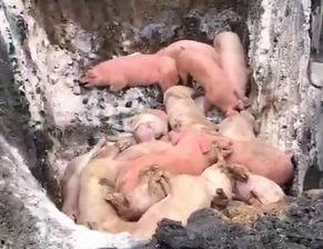 猪瘟最新爆料视频,揭秘病毒传播真相与防控措施 第3张 猪瘟最新爆料视频,揭秘病毒传播真相与防控措施 第3张